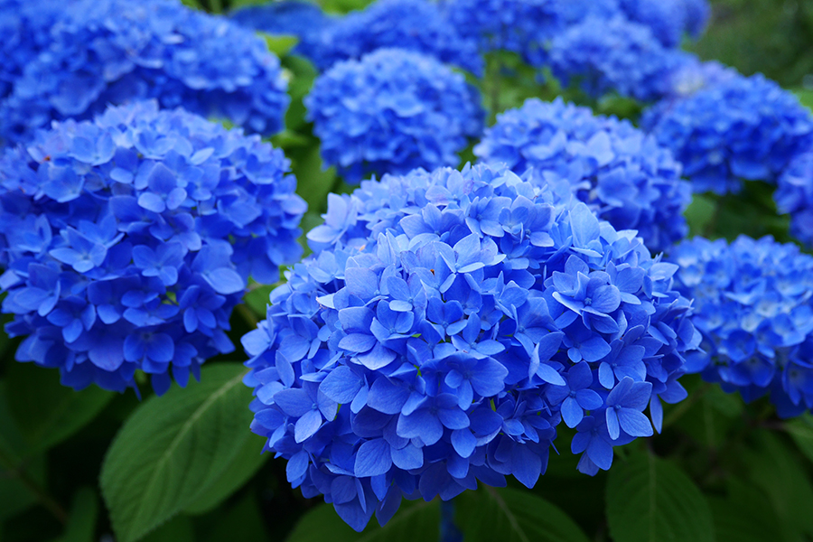 6月の定休日